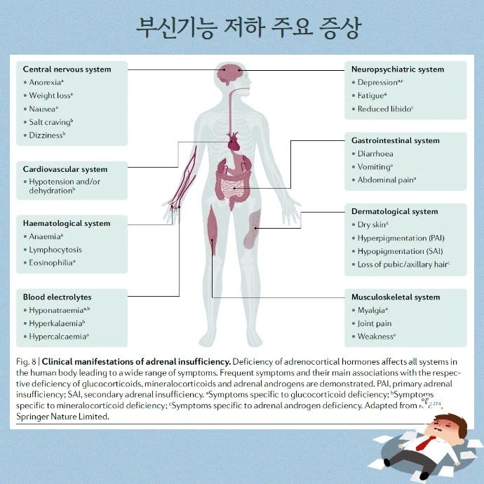 부신기능 부전 저하증 자가면역질환에 나타날 수 있습니다 #3