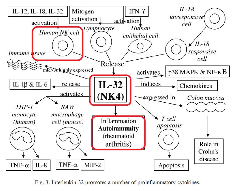 스트레스가 cytokine 네트워크를 교란하는 기전을 나타낸 그림