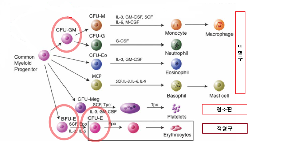 재생 불량성 빈혈을 치료하는 한약 BFU-E CFU-E CFU-GM의 농도를 증가시킬 수 있습니다
