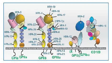 CD40 ligand 관련 면역반응 도식