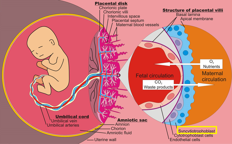 HELLP syndrome 과 자간전증