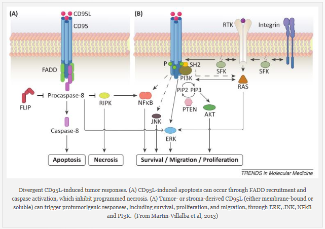 HELLP syndrome에서 나타나는 간손상의 기전