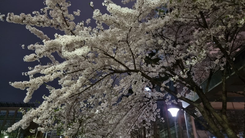 만성골반통증증후군과 BMS