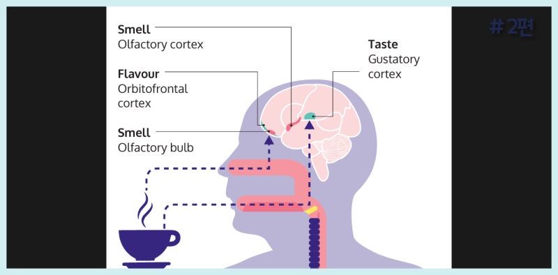 미각 장애 분류