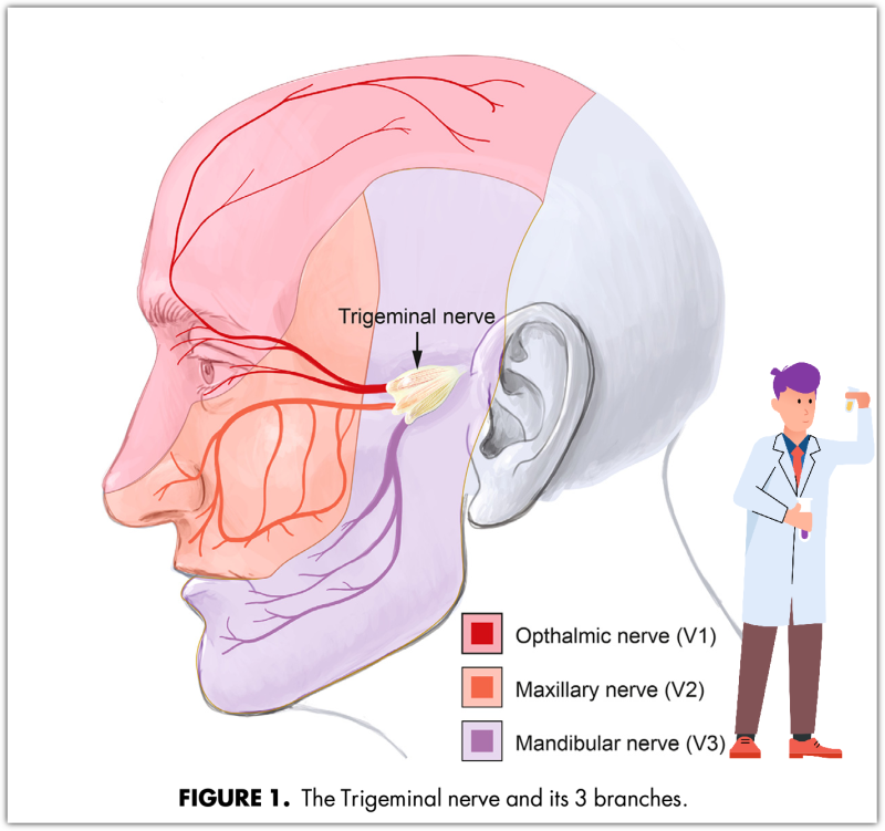 삼차신경 분지 영역