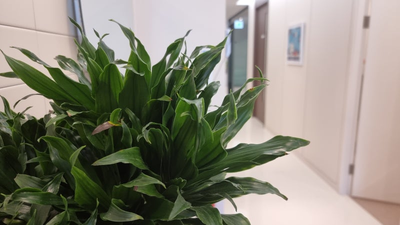 이상미각과 미각장애