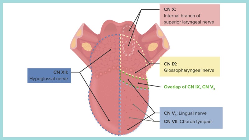 혀의 신경 분포