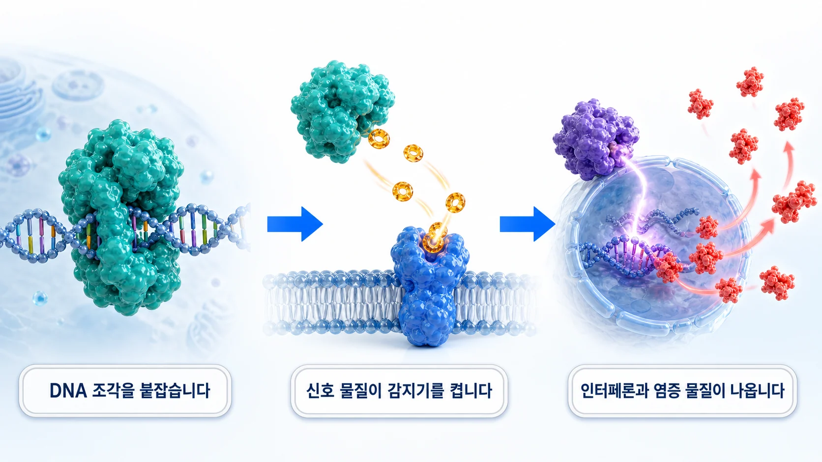 세포질의 DNA 조각을 감지해 인터페론과 염증 물질을 만들어 내는 과정을 그린 그림