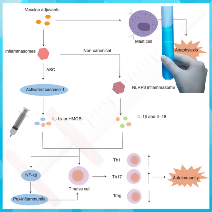 백신과 면역 반응 기전