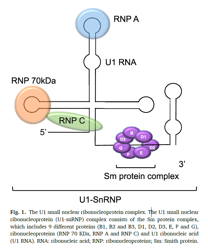항-Sm 항체 형성 기전