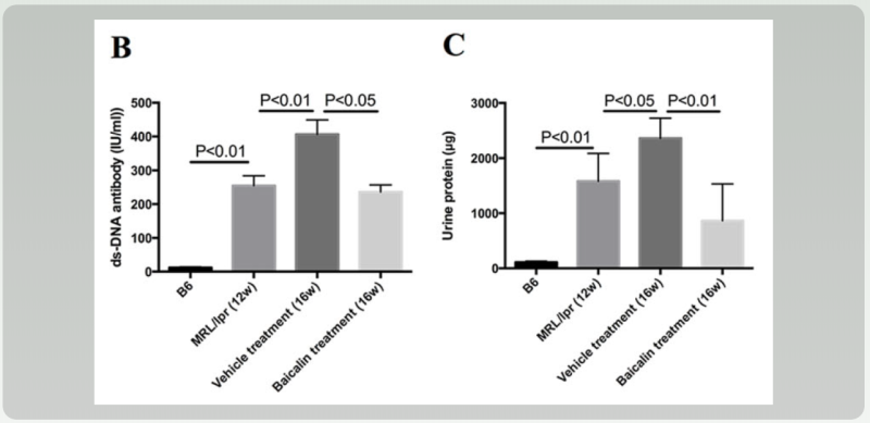 dsDNA 항체 및 단백뇨 변화