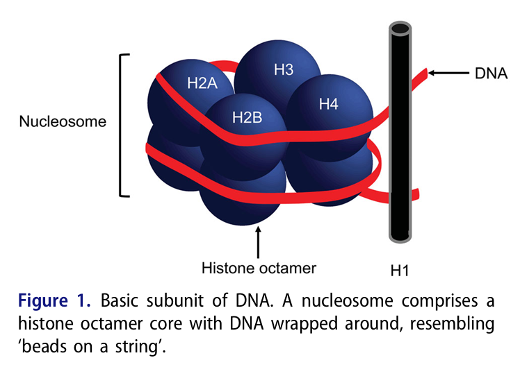 항히스톤항체 형성 기전