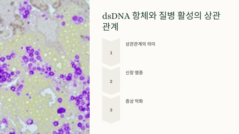 dsDNA 항체와 질병 활성 상관관계