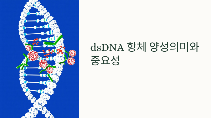dsDNA 항체 양성, 루푸스 진단에서 어떤 의미가 있을까요?