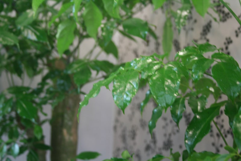 루푸스 동물모델에서 한약이 생존율을 높인다 — anti-dsDNA 항체 감소 효과까지