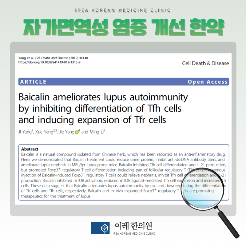 루푸스의 자가면역성 염증을 개선하는 한약, 어떤 기전일까요?