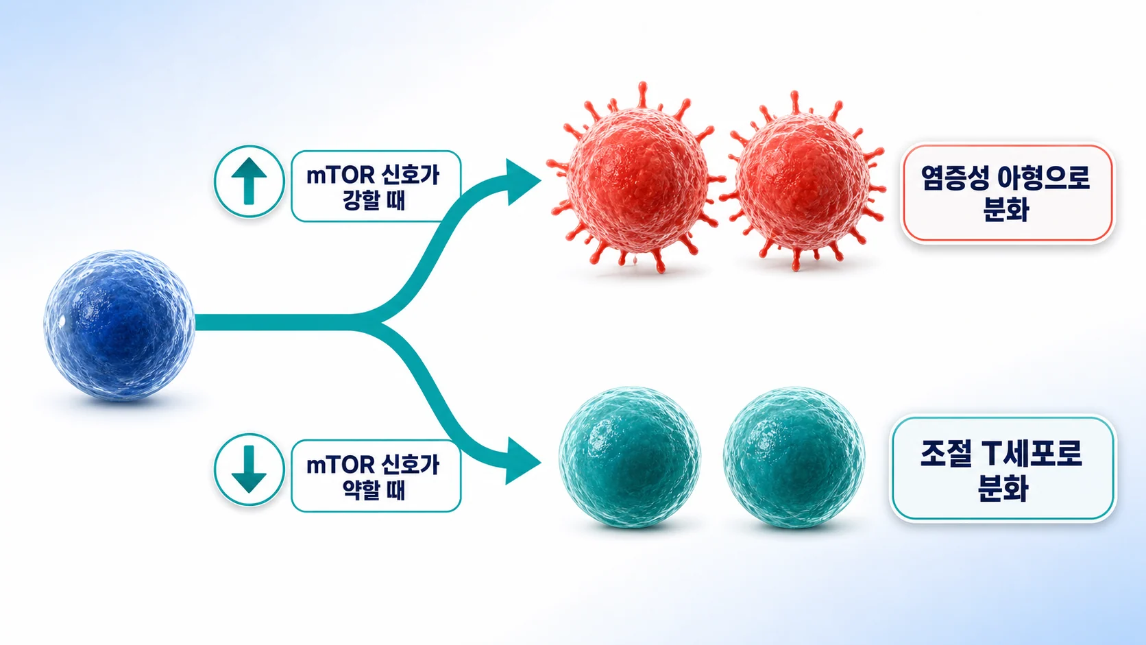 mTOR 신호의 세기에 따라 T세포가 염증성 아형과 조절 아형 가운데 어느 쪽으로 분화하는지 그린 그림