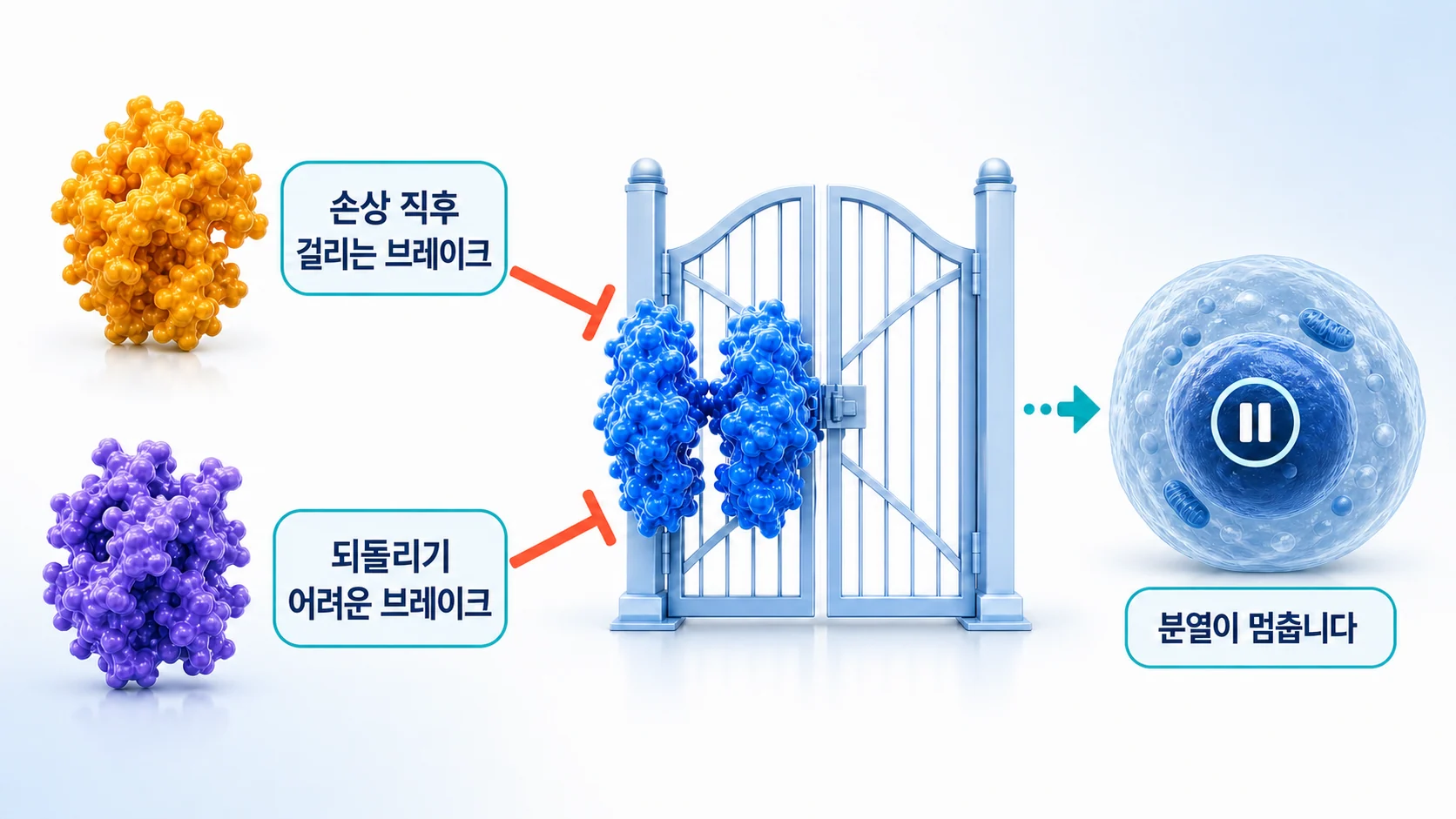 p16과 p21이 세포주기 효소를 막아 분열을 멈추는 과정을 그린 그림