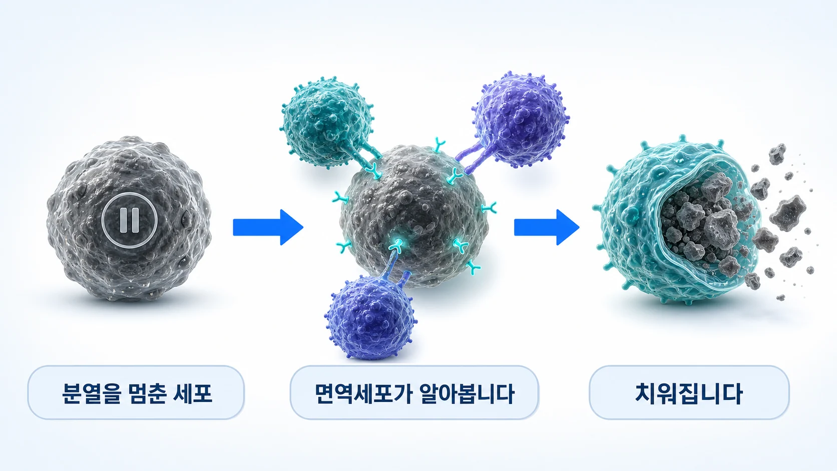노화세포를 면역세포가 인식해 제거하는 과정을 그린 그림