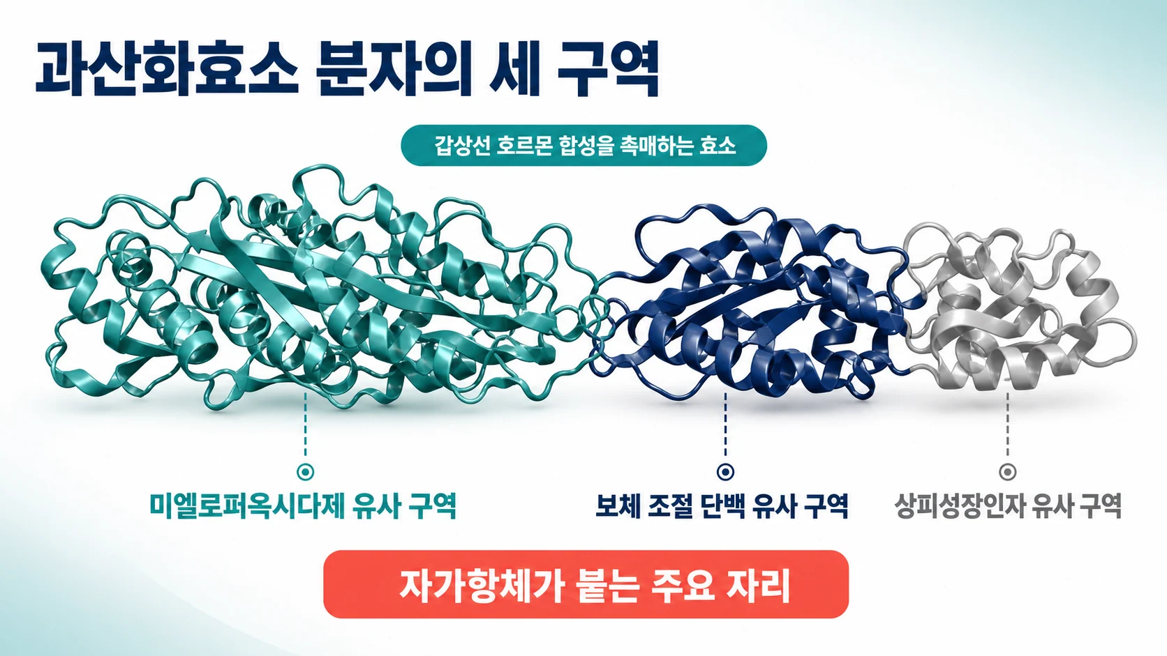 과산화효소 분자의 세 구역과 그 역할