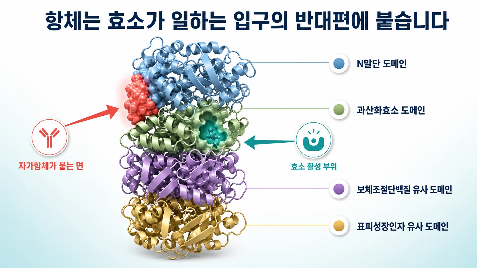 극저온 전자현미경으로 밝혀진 갑상선 과산화효소의 네 개 도메인 구조 모식도