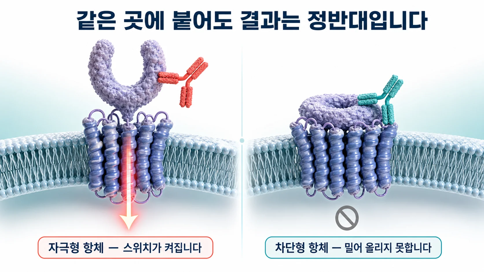 TSH 수용체에 자극형 항체와 차단형 항체가 결합했을 때 구조 변화 비교