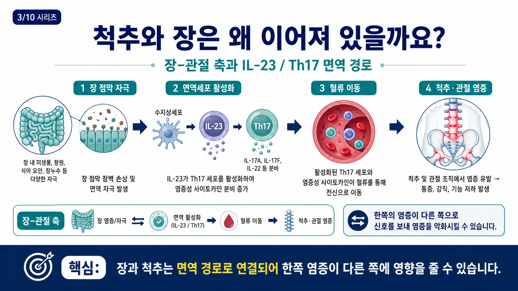 척추와 장의 연결 — IL-23/Th17 면역 경로와 장-관절 축