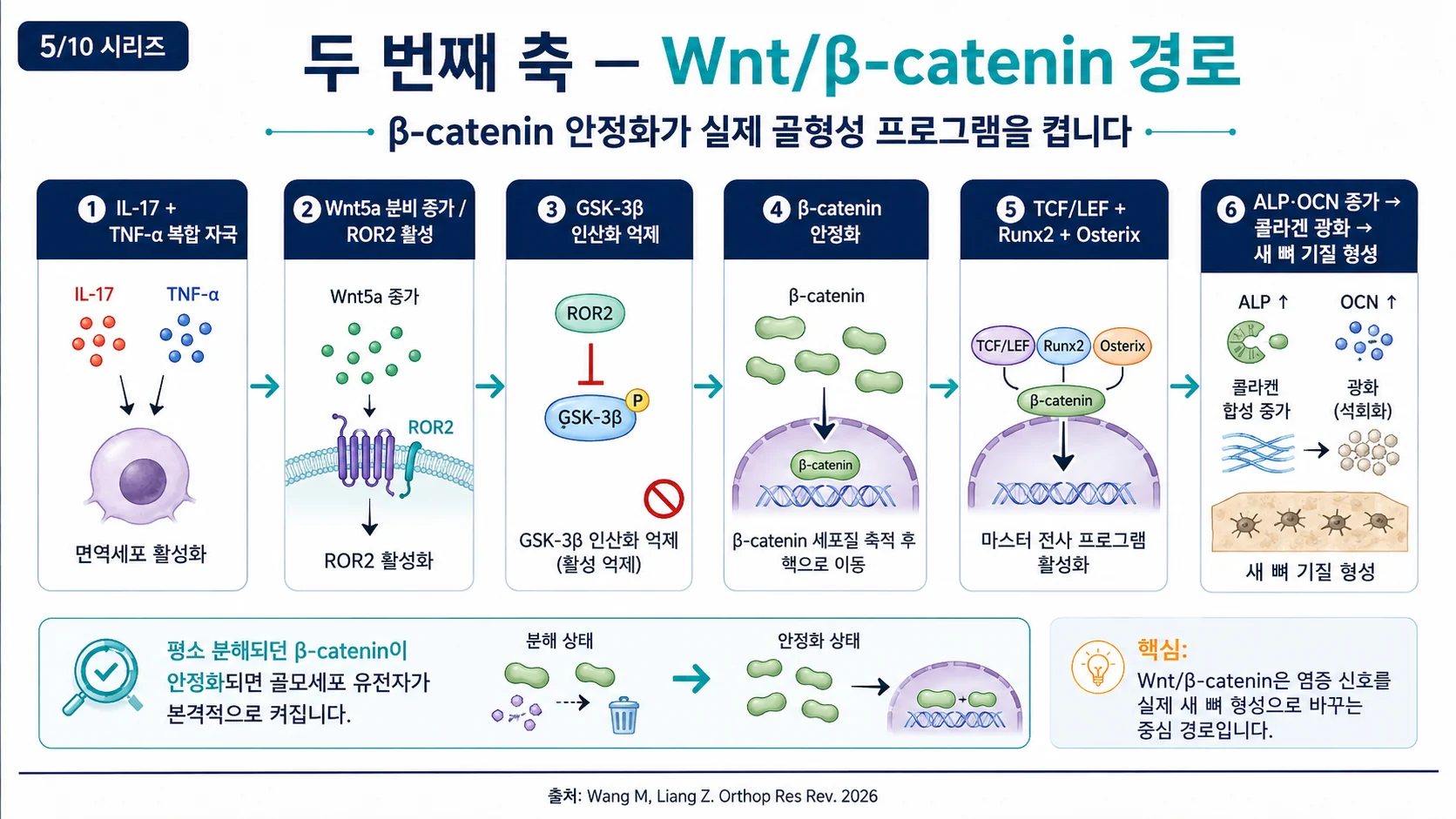 두 번째 축 — Wnt/β-catenin과 β-catenin 안정화