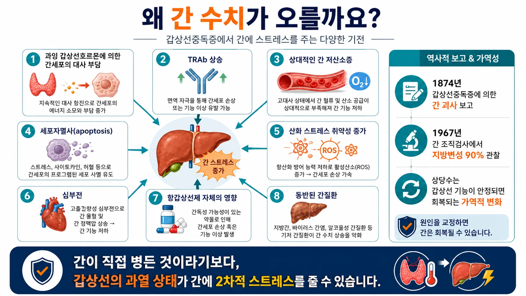간 수치 상승의 기전 — TRAb, 간 저산소증, 산화 스트레스, 세포자멸사