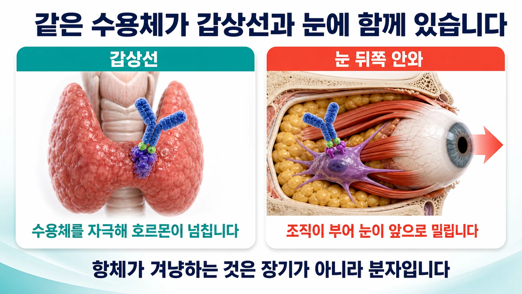 같은 수용체가 갑상선과 눈에 함께 있습니다