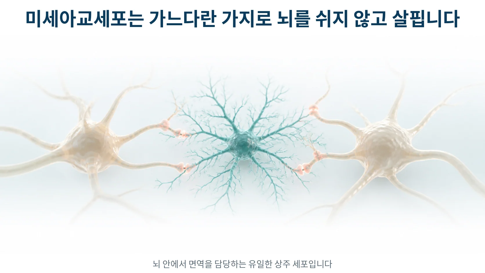가느다란 가지를 사방으로 뻗은 미세아교세포가 신경세포와 시냅스 사이 공간을 살피는 모습을 그린 확대 그림