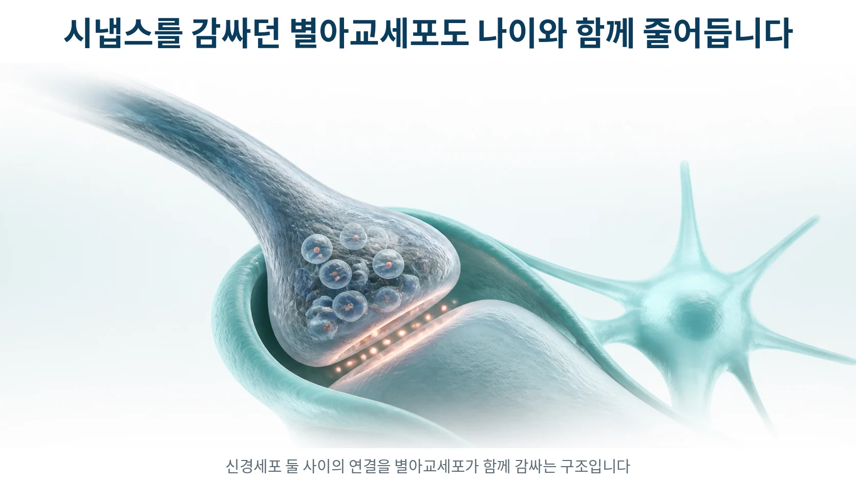 두 신경세포의 연결 부위를 별 모양 세포가 감싸고 있는 구조를 확대해 보여 주는 그림