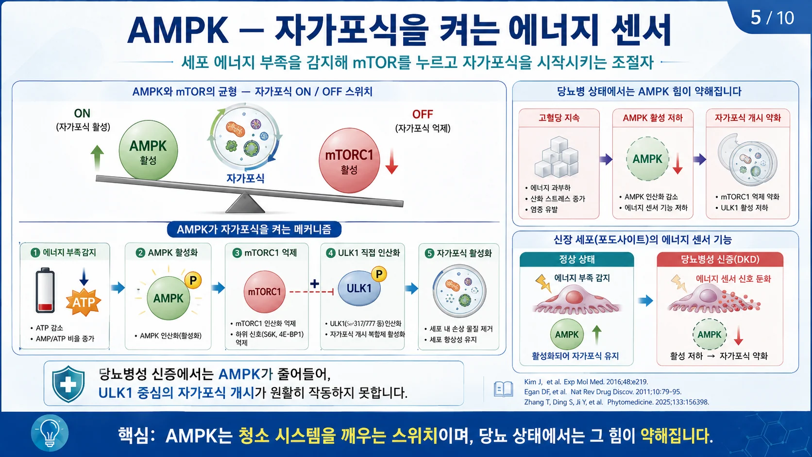 AMPK — 자가포식을 켜는 에너지 센서 (AMPK와 mTOR의 균형)