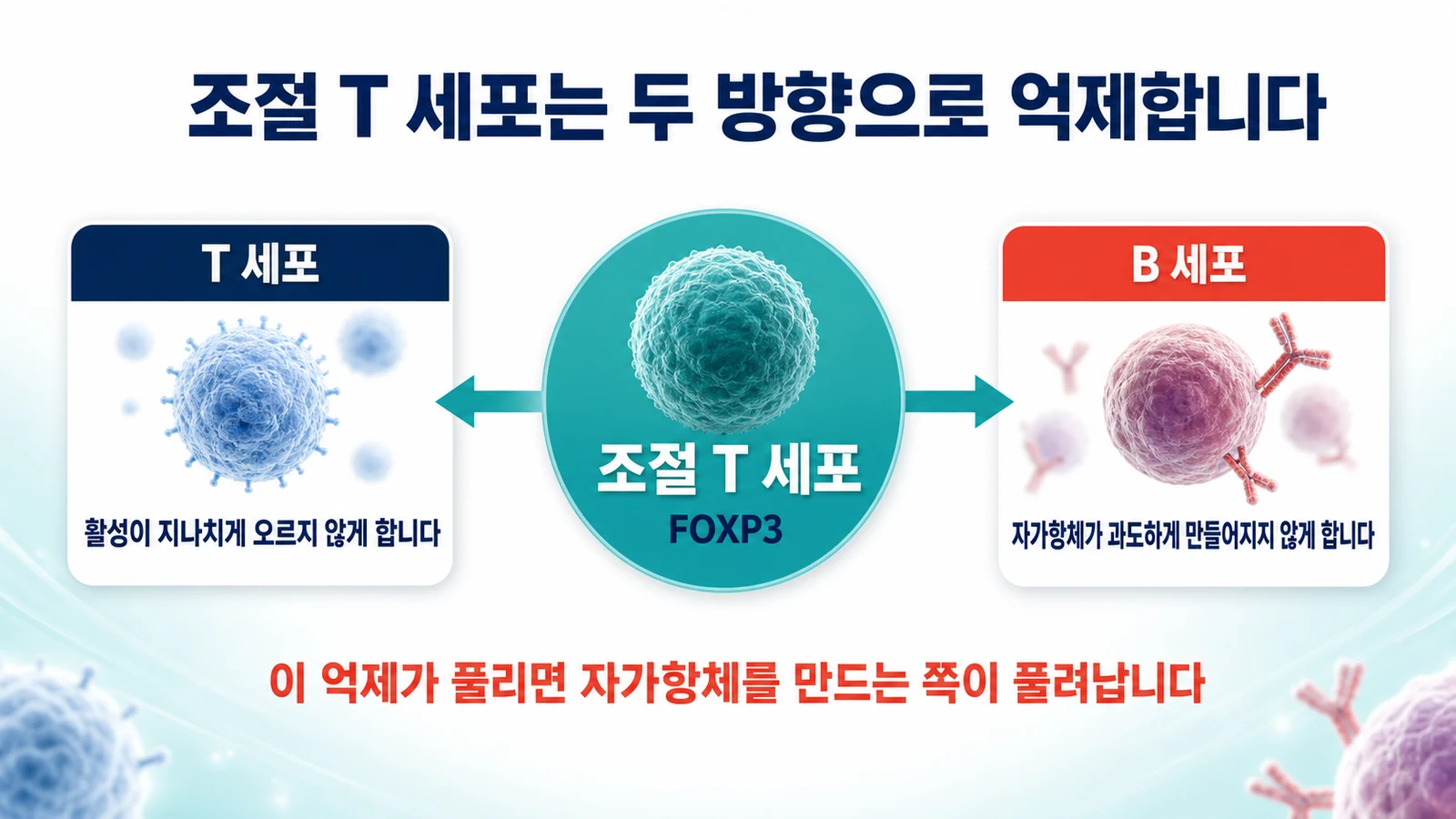 조절 T 세포가 붙잡아 두는 두 갈래