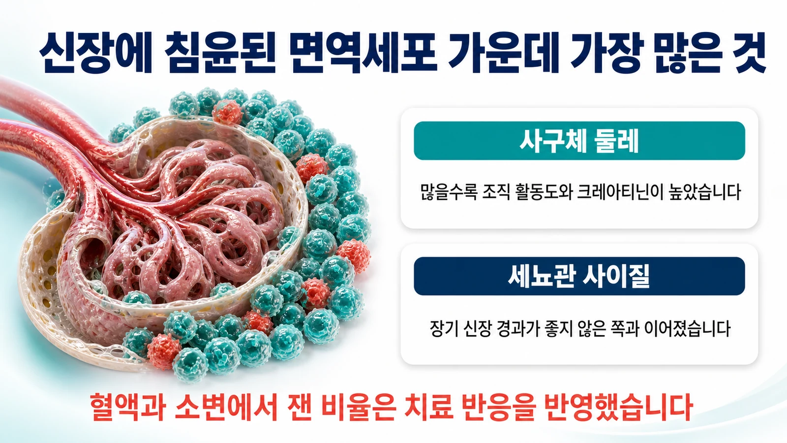 신장에 침윤된 면역세포의 지형