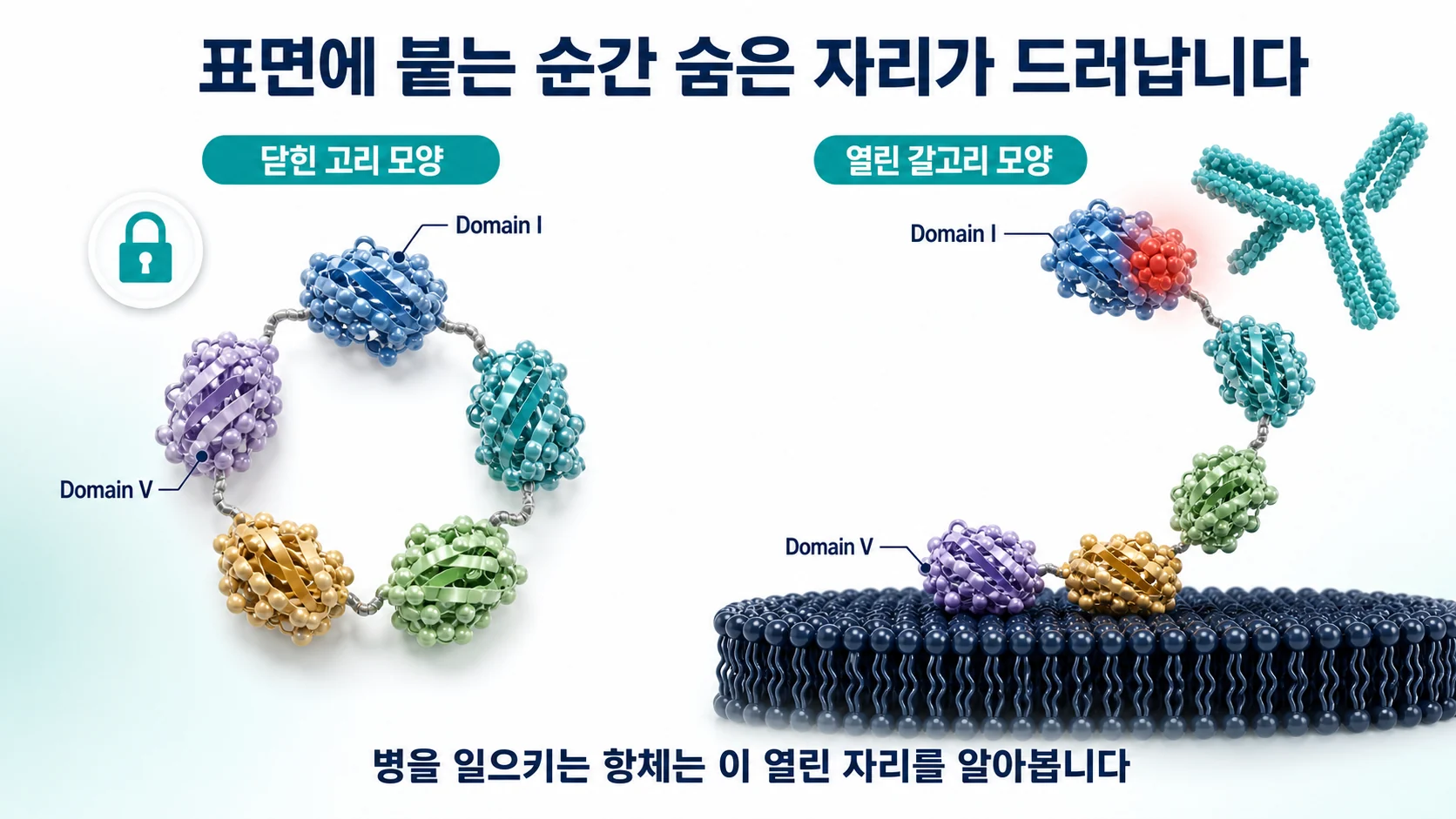 베타2-당단백질 I의 다섯 도메인이 평소에는 닫힌 고리 모양이었다가 인지질 표면에 붙으면 갈고리 모양으로 열리면서 도메인 I의 숨은 부위가 드러나는 과정을 보여주는 그림