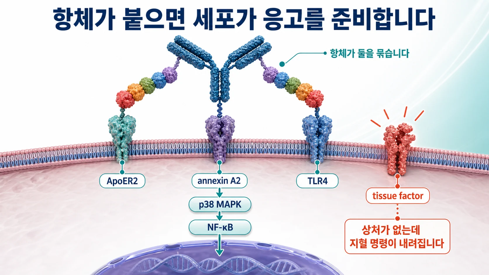 항체가 베타2-당단백질 I 두 개를 양팔로 묶어 이량체를 만들고 이것이 내피세포와 단핵구, 혈소판의 수용체에 결합해 조직인자 발현을 늘리는 과정을 보여주는 그림