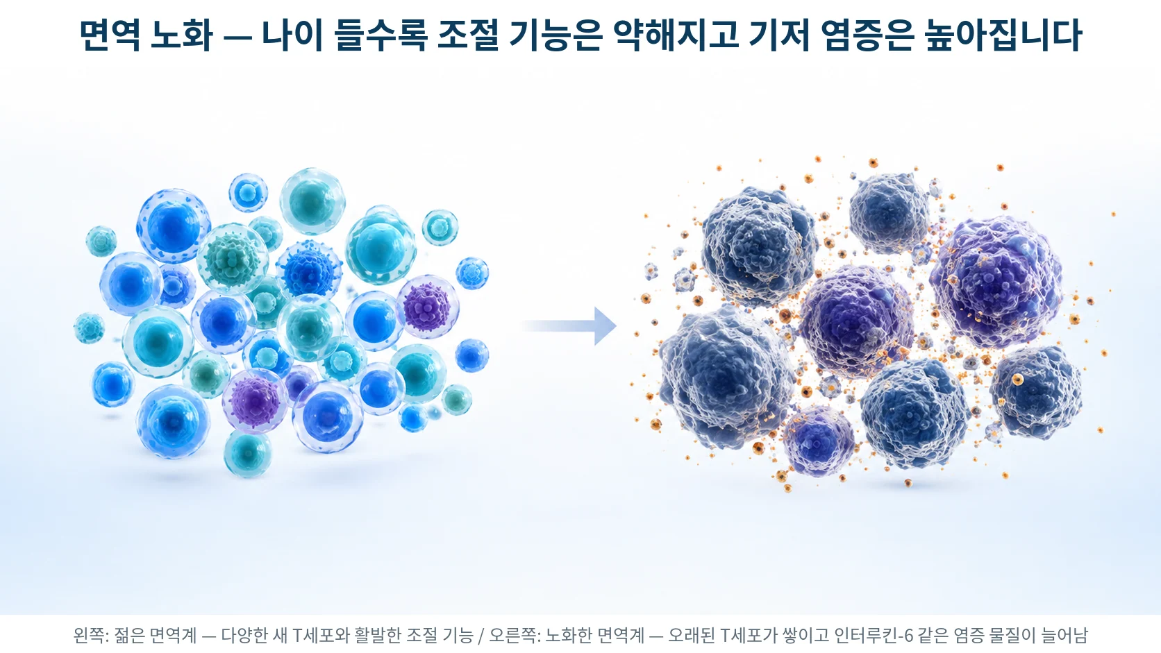나이가 들면서 면역세포 구성이 바뀌고 염증성 사이토카인이 늘어나는 면역 노화의 모습을 표현한 3D 의료 일러스트