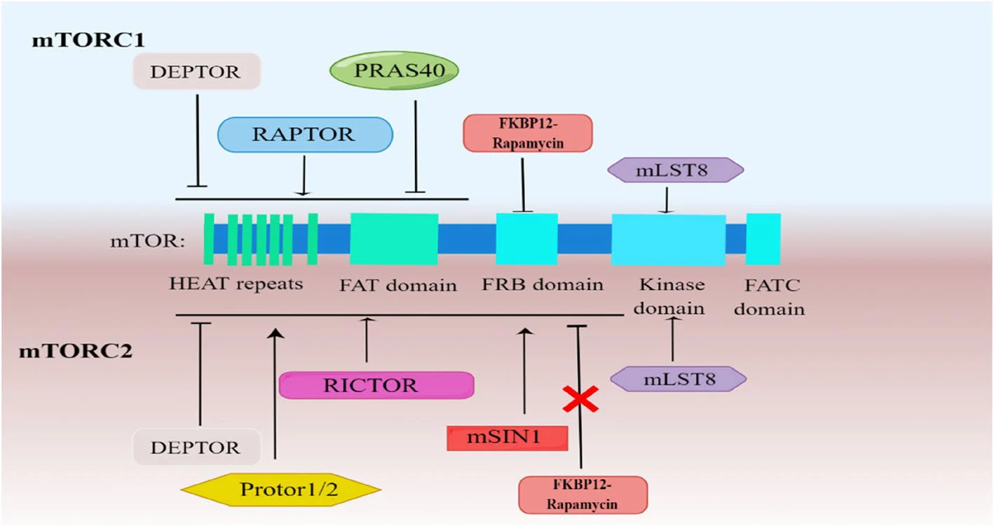 mTORC1과 mTORC2 복합체의 구성. mTORC1은 RAPTOR·mLST8 등으로 이루어지며 라파마이신에 억제되고, mTORC2는 RICTOR·mSIN1이 결합을 막아 라파마이신에 둔감하다 (Figure 1)
