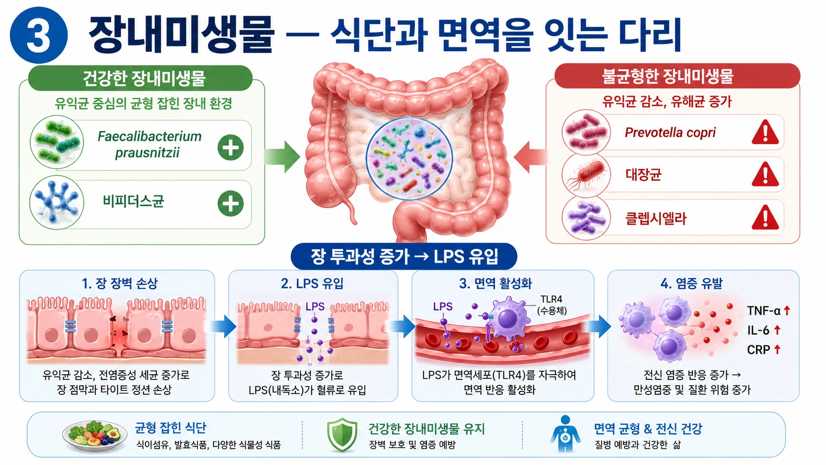 장내미생물 — 식단과 면역을 잇는 다리
