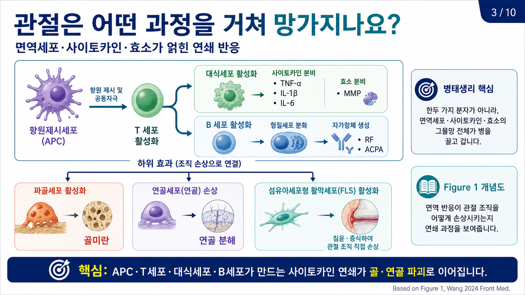 관절이 망가지는 과정 — 면역세포·사이토카인·효소의 연쇄 반응