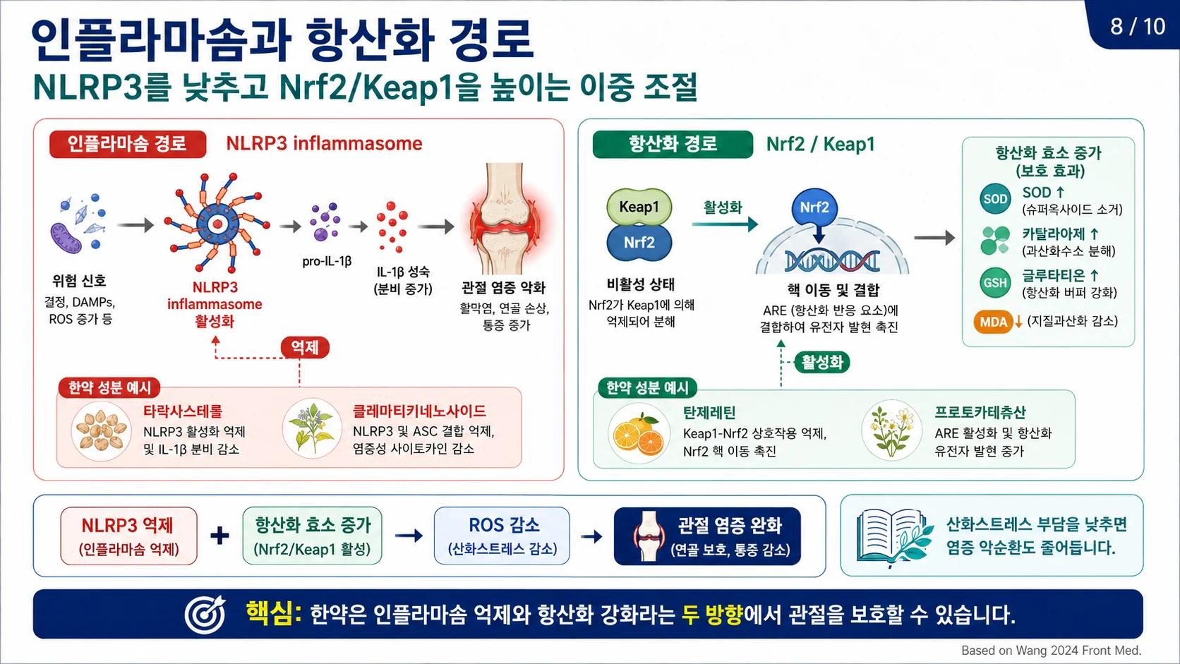 NLRP3 인플라마솜 억제와 Nrf2/Keap1 항산화의 이중 조절