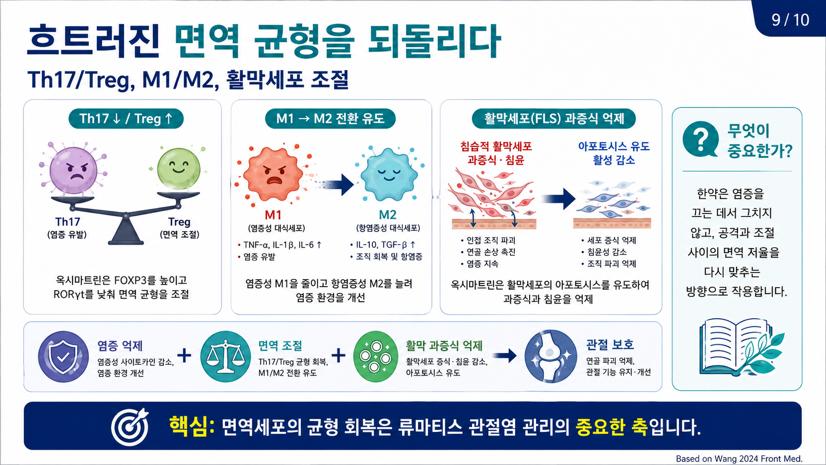 면역 균형 회복 — Th17/Treg, M1/M2, 활막세포 조절