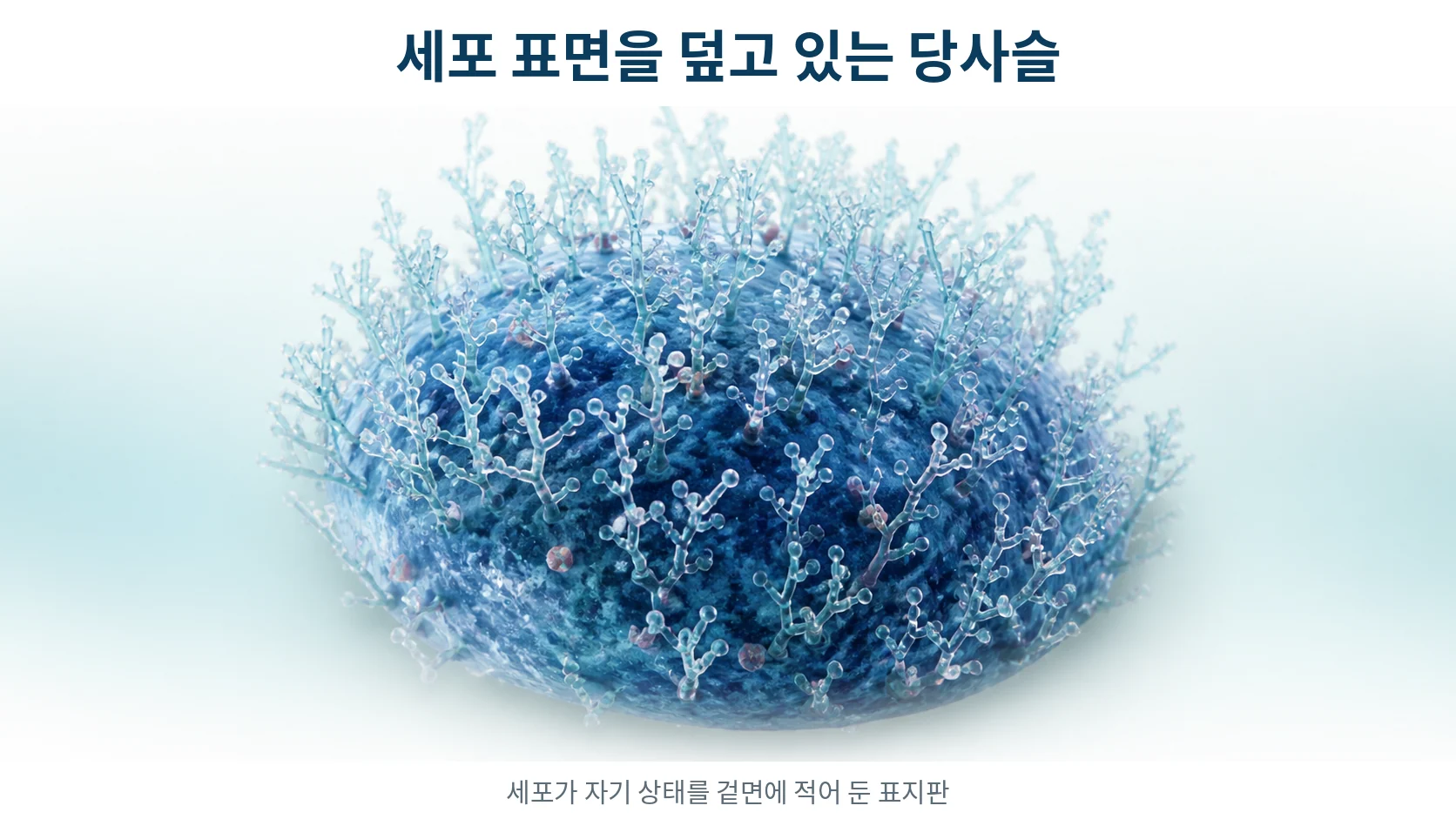세포 표면의 당사슬이 면역 반응의 문턱을 조절하는 과정을 설명하는 안내 이미지