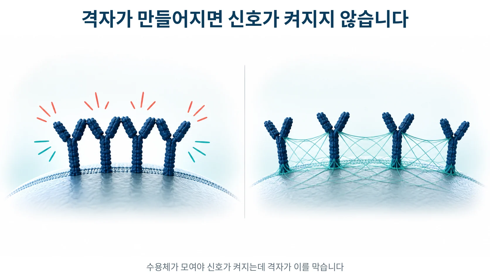 당사슬 격자가 T세포의 활성 문턱을 올리는 과정