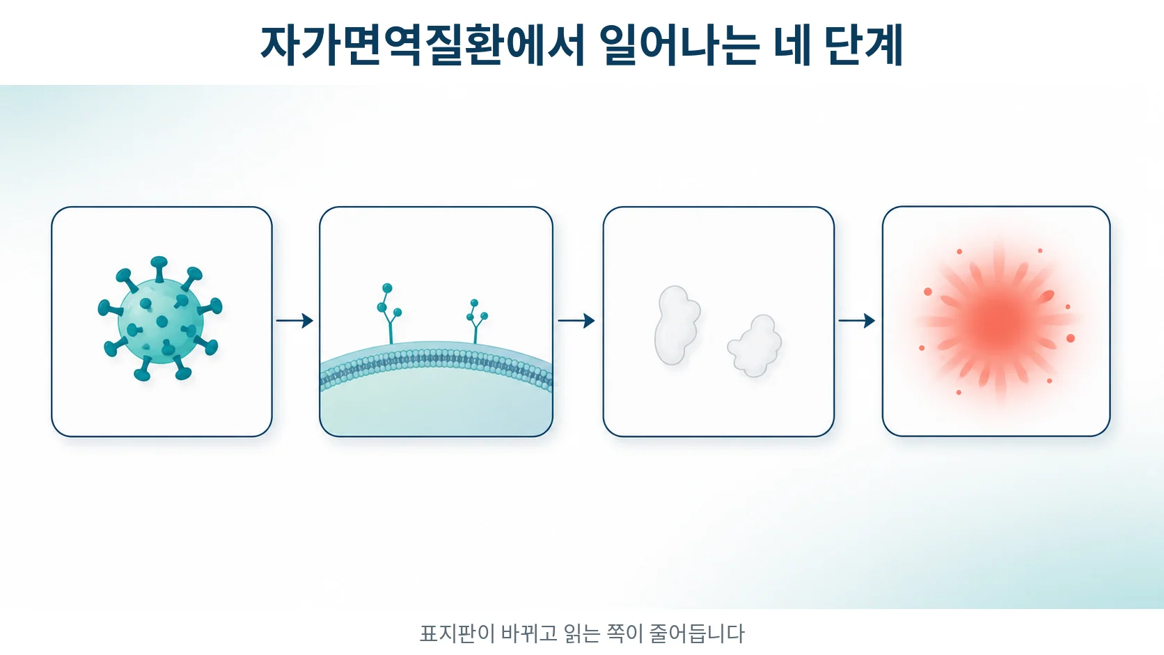 자가면역질환에서 당사슬과 갈렉틴에 일어나는 네 단계 변화