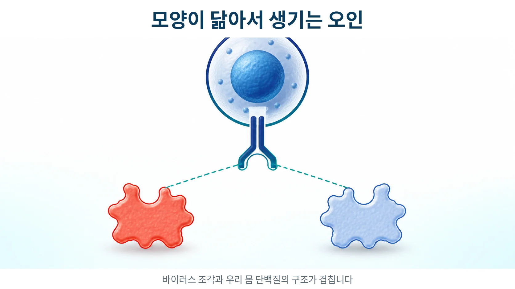 바이러스 조각과 우리 몸 단백질의 모양이 닮아 면역이 헷갈리는 과정