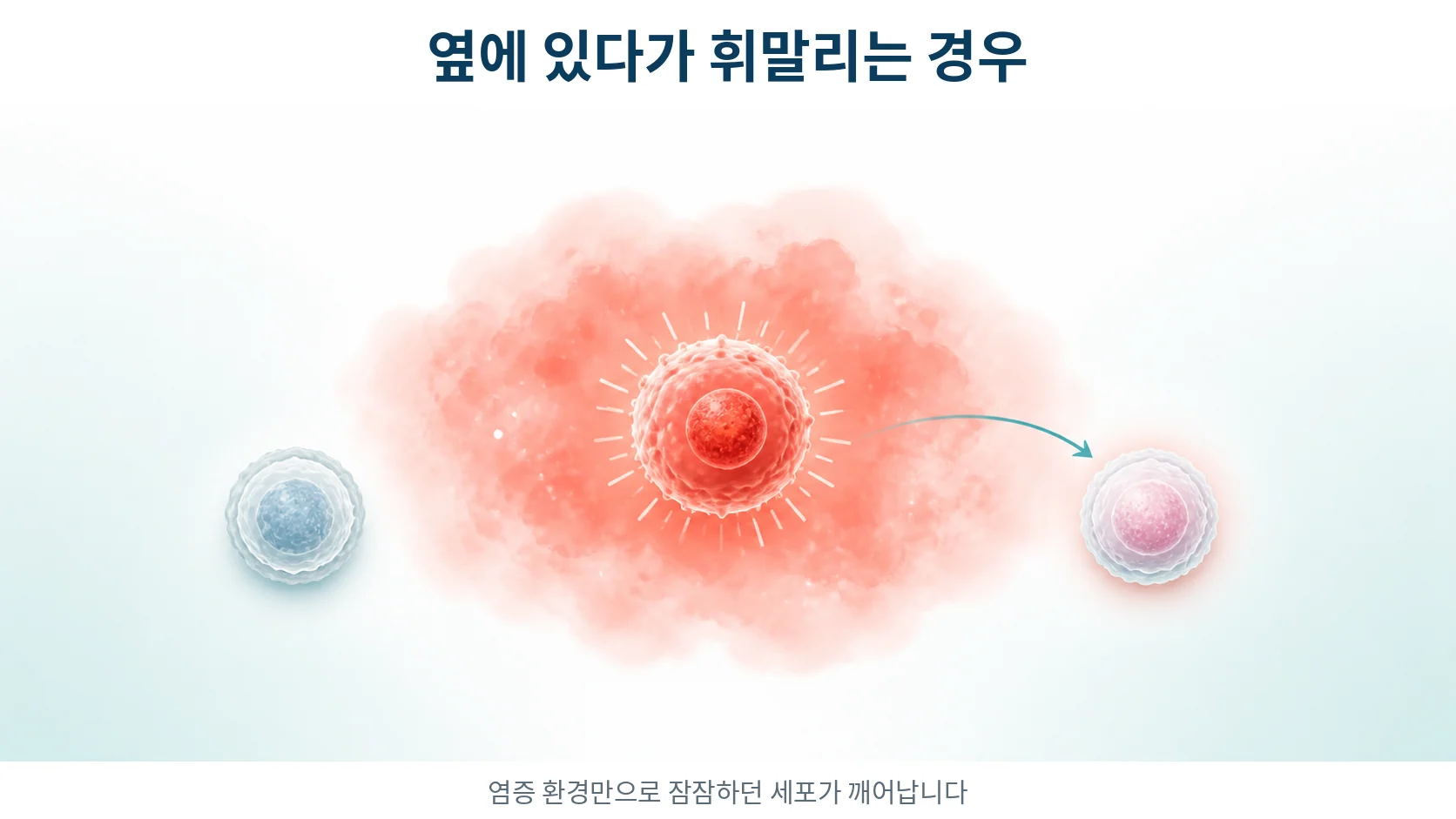 염증 환경에서 자가반응성 세포가 함께 깨어나는 과정