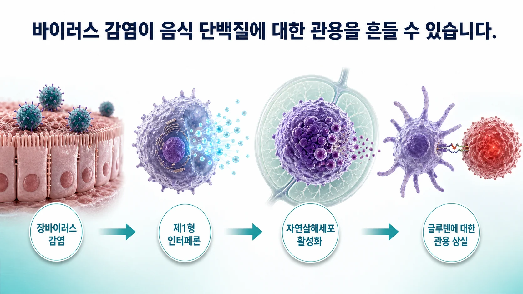 리오바이러스 감염이 제1형 인터페론과 자연살해세포를 거쳐 글루텐에 대한 경구 관용을 무너뜨리는 경로를 나타낸 그림