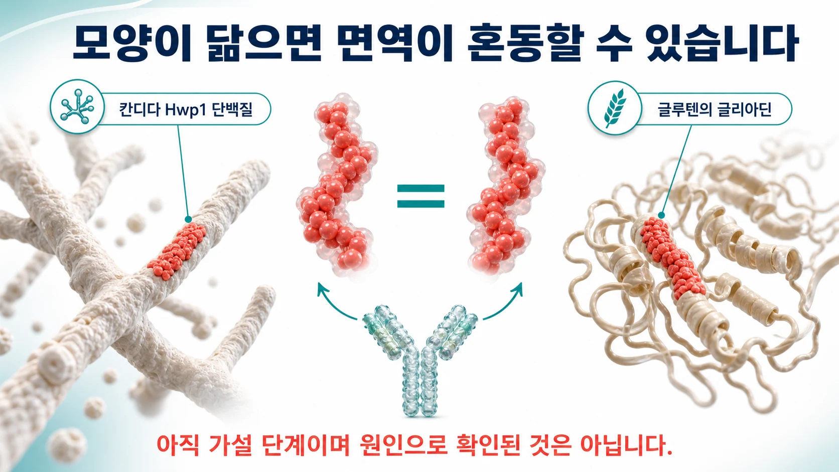 칸디다의 Hwp1 단백질과 글루텐의 글리아딘이 부분적으로 닮은 서열을 가져 면역이 혼동할 수 있다는 분자 모방 개념 그림